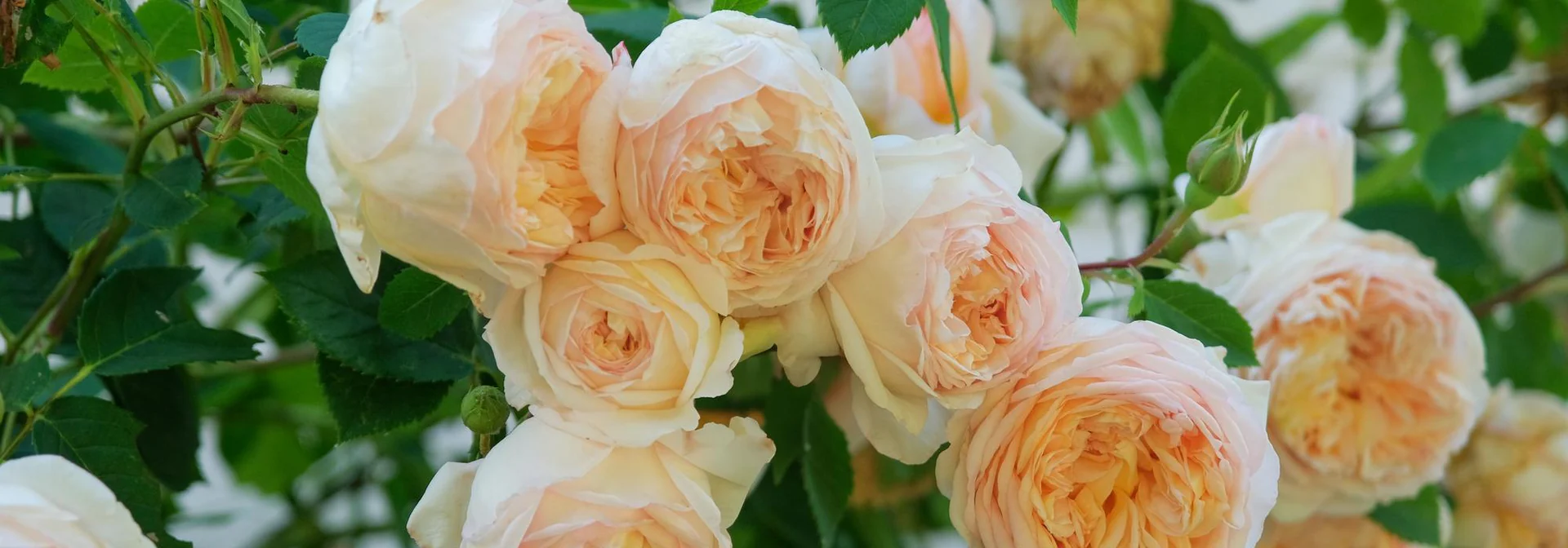 Timeless Beauty, Expertly Grown